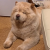 チャウチャウ