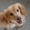 みんみん🐶