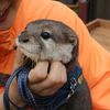 おもち