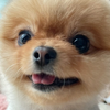 ひさし