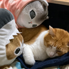 　ま〜くん🐈⚾️