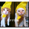 ま〜くん🐈⚾️