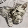 ねこんねこ