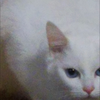 虎