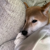 あおい