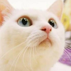 😻ななみーん😻