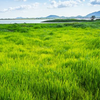 草大好き🍀‪🌱‬𖤣𖥧𖥣｡ʚïɞ.