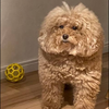 🐩プードル伯爵🐩