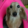 　🐕mimi🦖🦕