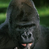ヒガシゴリラ🦍