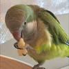 さぶたん