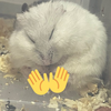 ぽぽぽぽぽっぷこーんを食べまくる鳥