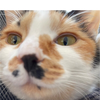 やっし