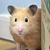 しぇいぽきん