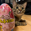 マルコ