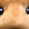🐕🐕‍🦺しばいぬ✌︎('ω')✌︎