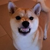 犬次郎1290