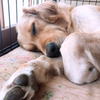 まいこ