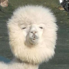 びろびろ