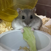 ちゃず