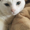 🐱⚜️