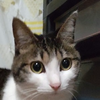 灰🐱猫🥨👑【ライサ會】