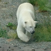 サク