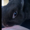 うさぎ( ･×･)