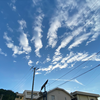 たぬき