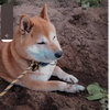 Hachi