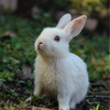 ウサギ Usagi Rei