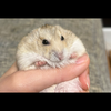 ‪🐹🍒りりあ💕💫