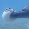 たらりらお