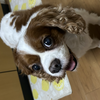 夏みかん