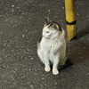 ノラネコ