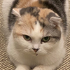 ちくわ