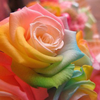  ケロ ケロ   ⋆⸜🌷⸝‍⋆ 