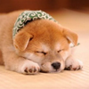 poko