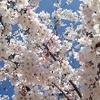 桜子