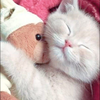 シチュー