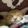 ありな しゅーと単推し