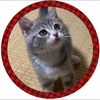 ナミ🐱🍊無料投票🆘