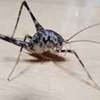 カマドウマ