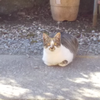 おり