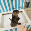 こっちゃん