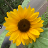🌻ひまわり🐈‍⬛🌻️