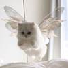 ちょこ