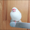 よん