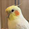 あいん粉🕊🖤