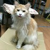 ナオ